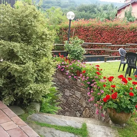 Verbena