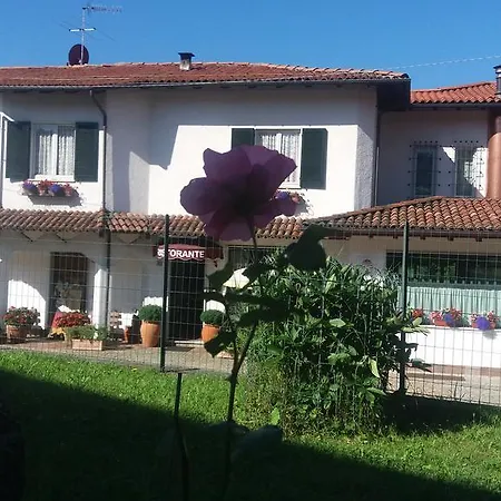 Verbena ستريزا